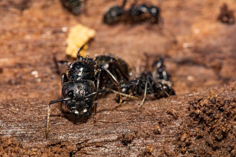 Ant Control