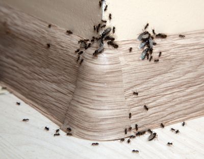 Ant Control