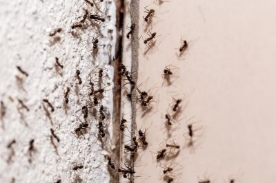 Ant Control