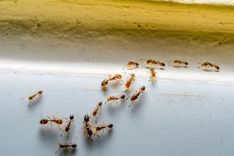 Ant Pest Control Methods That Target Colonies At The Source