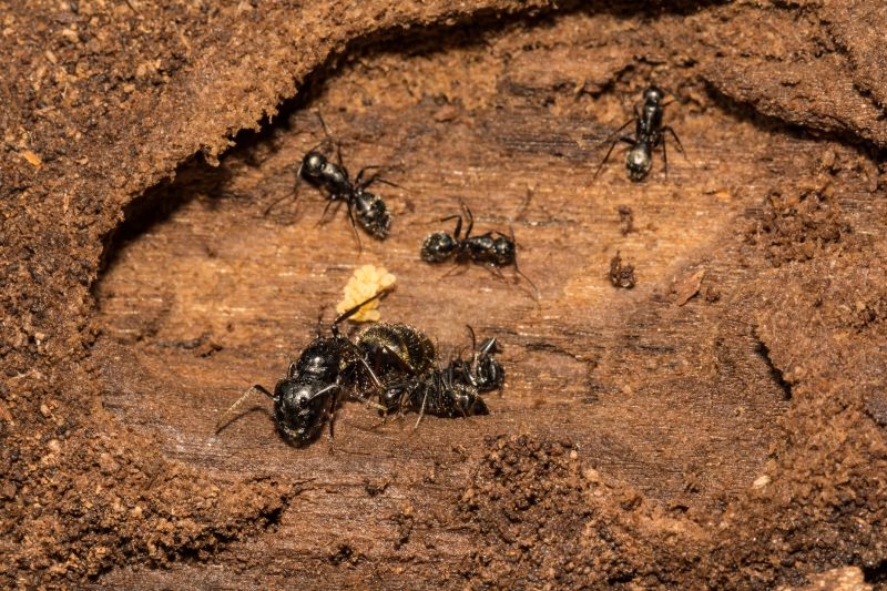 Black Ant Extermination in New Braunfels, TX