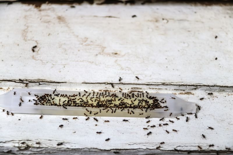 Effective Ant Control Solutions — Cost of Ant Control
