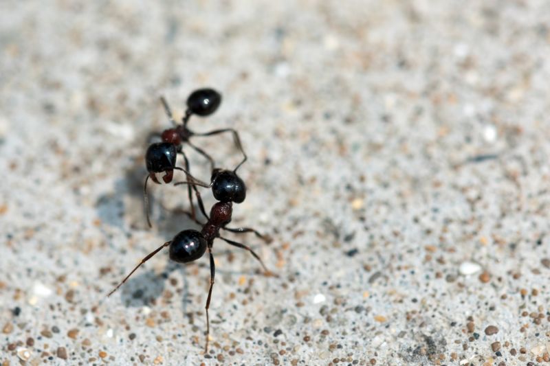 Effective Ant Control Solutions — Cost of Ant Control