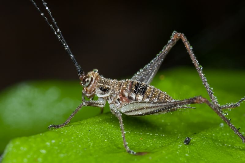 Cricket Removal Service in Frisco, TX