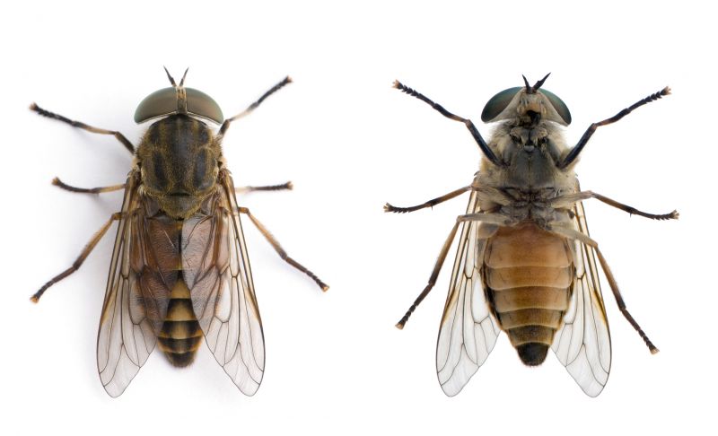 Fly Control Service in Denton, TX