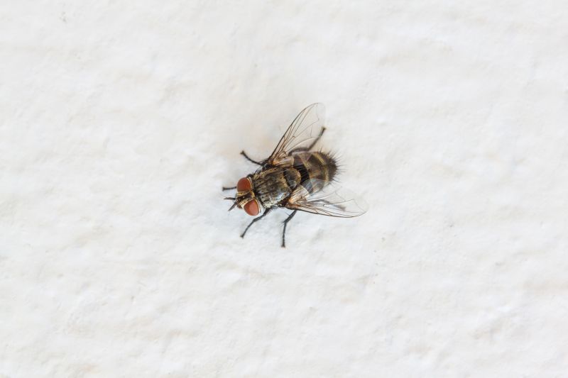 Fly Extermination in Frisco, TX