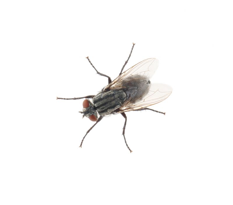 Fly Infestation Extermination in Katy, TX