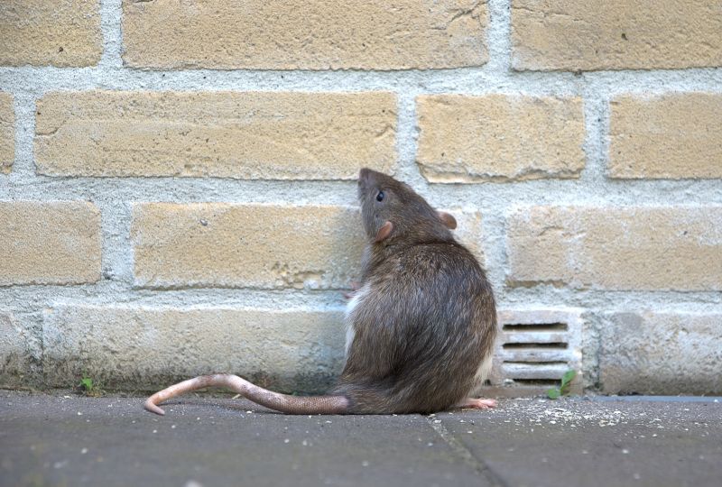 Rat Fumigation Service in Tampa, FL