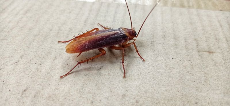 Roach Fumigation in Winston Salem, NC