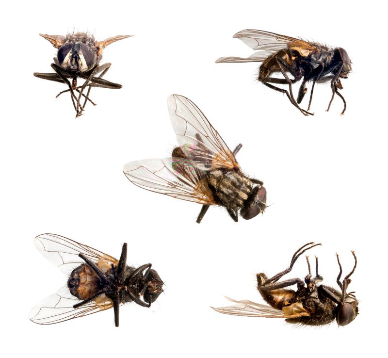 Seasonal Fly And Mosquito Activity And Prevention Strategies