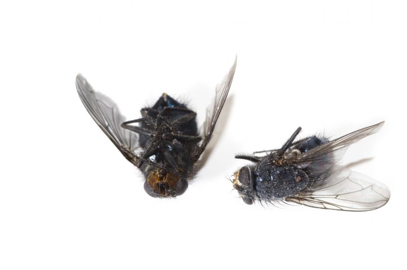 Signs You Need Fly Or Mosquito Control Services