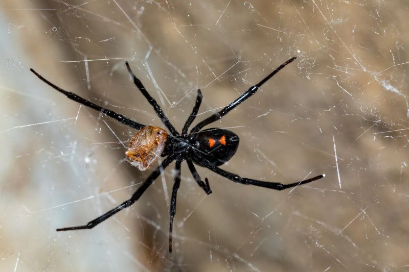 Spider Extermination Service in Fort Worth, TX