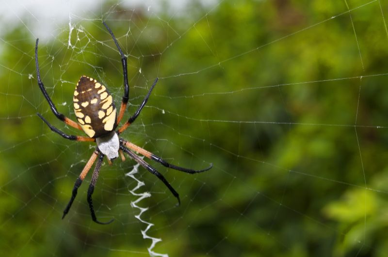 Spider Fumigation Service in Wilmington, NC