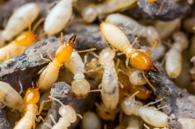 Termite Infestation Service in Frisco, TX