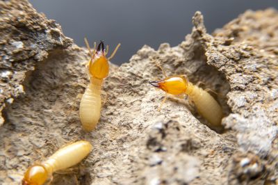Termite Prevention in Katy, TX