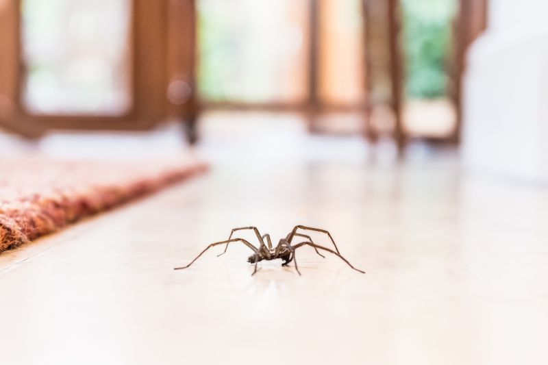 Trapdoor Spider Extermination in Katy, TX