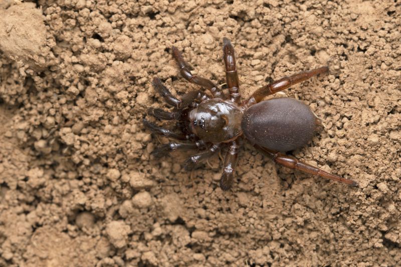 Trapdoor Spider Extermination in Rockwall, TX