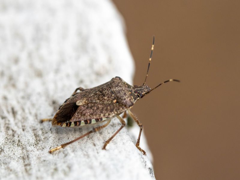 Why Professional Stinkbug Pest Control Is More Effective Than Diy Methods