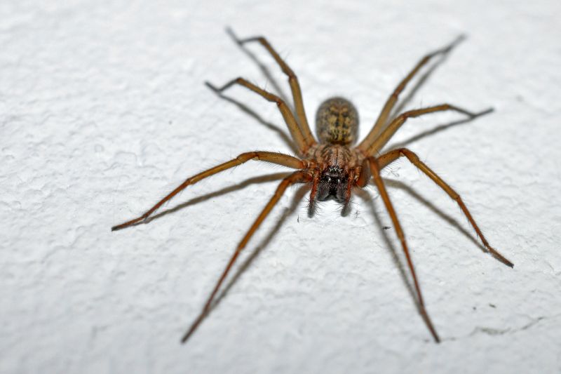 Wolf Spider Removal in Fort Worth, TX