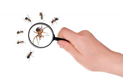 Get Professional Ant Control Service!