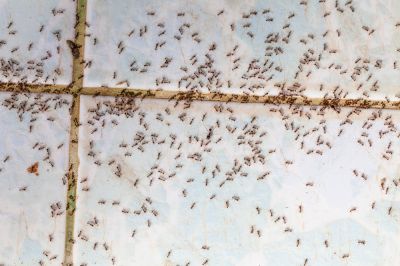 Keep Ants from Invading Your Property!